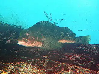 Hexagrammos agrammus