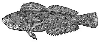 Hexagrammos octogrammus