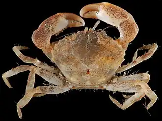 Hexapanopeus angustifrons