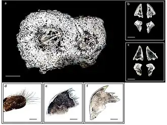 Hexechamaesipho pilsbryi