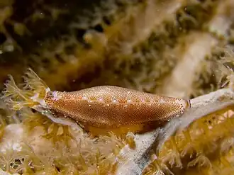 Pellasimnia brunneiterma