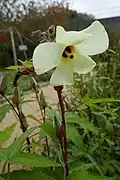 Hibiscus esculentus (Okra)