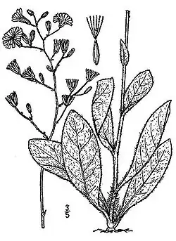 Hieracium gronovii