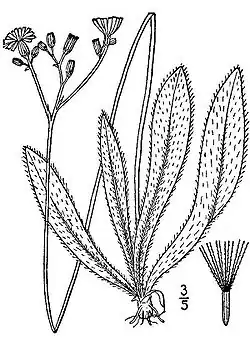 Hieracium piloselloides