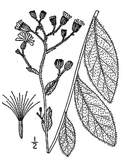 Ruig havikskruid (Hieracium scabrum)