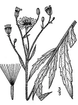 Schermhavikskruid (Hieracium umbellatum)