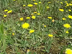 Muizenoor, Hieracium pilosella, vaste plant / overblijvend kruid