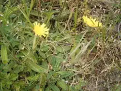 Planten in de duinen