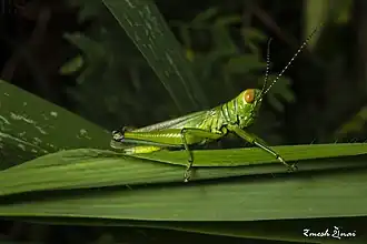 Hieroglyphus annulicornis