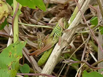 Hieroglyphus daganensis