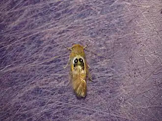 Hieromantis ephodophora