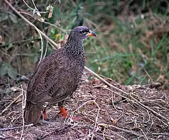 Hildebrandts frankolijn