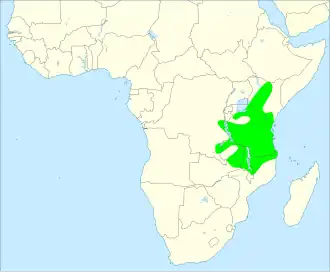 Hildebrandts frankolijn