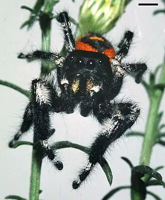 Phidippus pulcherrimus
