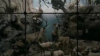 Diorama in het Powell-Cotton Museum, UK.