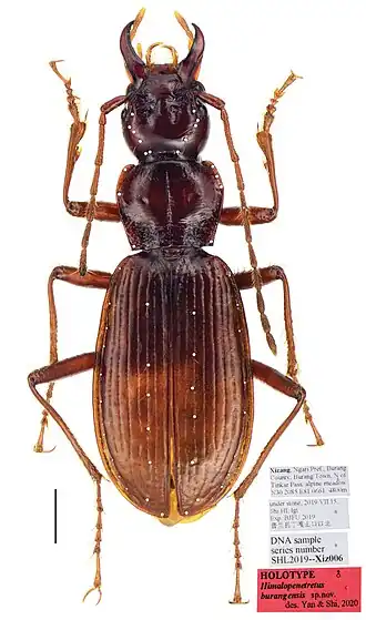 Himalopenetretus burangensis