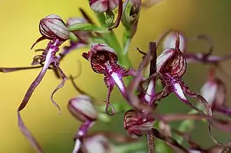 Himantoglossum adriaticum