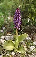 Hyacintorchis (Himantoglossum robertianum)