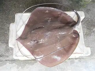 Pateobatis uarnacoides