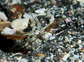 Tomiyamichthys alleni