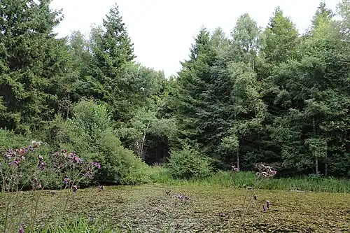 De Hemelsvijver in het veengebied Mörth in het Schwalenberger Wald ten N. van Schwalenberg