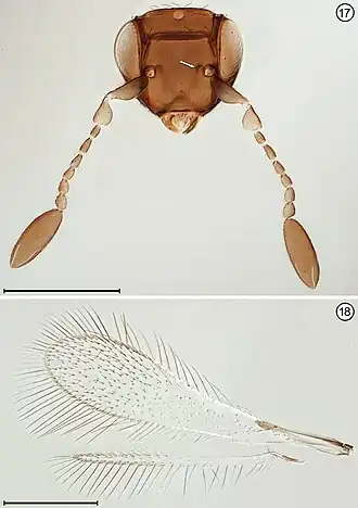 Himopolynema hishimonus
