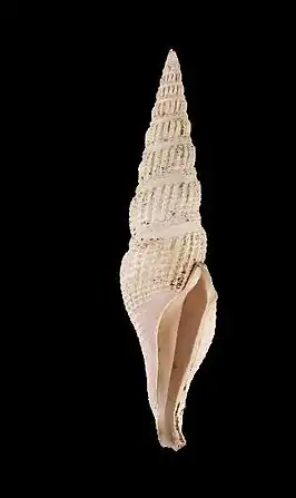 Hindsiclava alesidota