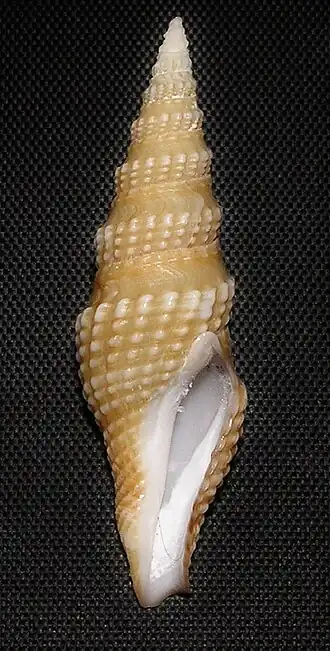 Hindsiclava andromeda