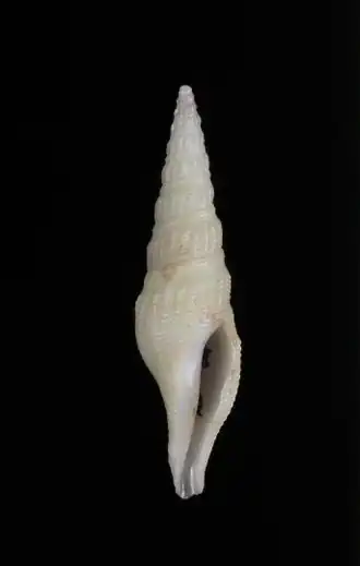 Hindsiclava macilenta