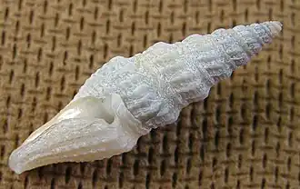 Hindsiclava militaris