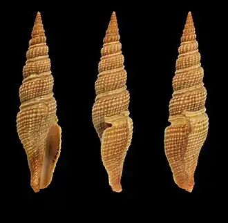 Hindsiclava tippetti