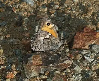 Hipparchia cypriensis