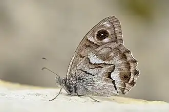 Gestreepte heivlinder