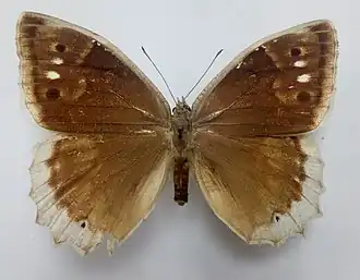 Hipparchia stulta