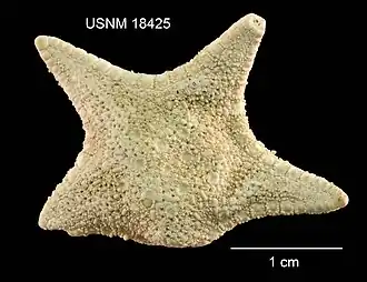 Gilbertaster caribaea