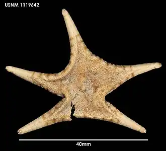 Hippasteria lepidonotus