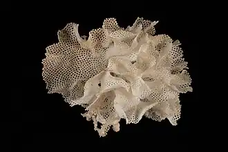 Hippellozoon novaezelandiae