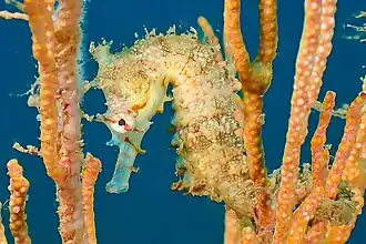 Hippocampus angustus