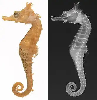 Hippocampus sindonis