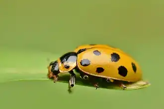 Dertienstippelig lieveheersbeestje