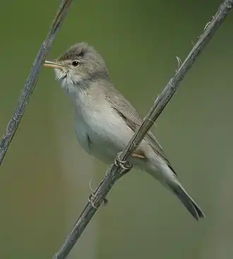 Oostelijke vale spotvogel