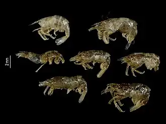 Hippolyte coerulescens