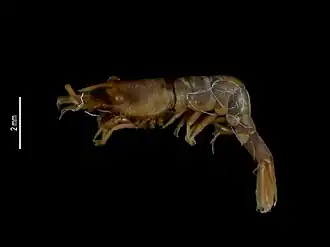 Hippolyte lagarderei