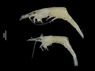 Hippolyte niezabitowskii