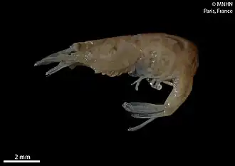 Hippolyte ventricosa