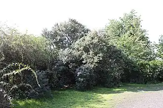 Associatie van duindoorn en vlier