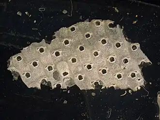 Hippopodina feegeensis