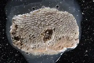 Hippoporina apertura