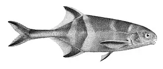 Hippopotamyrus pictus