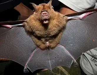Hipposideros larvatus